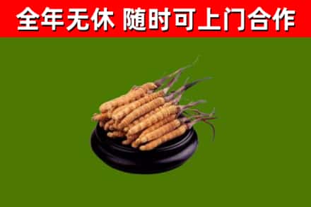 胡杨河市回收冬虫夏草