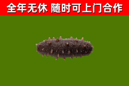胡杨河市回收海参干